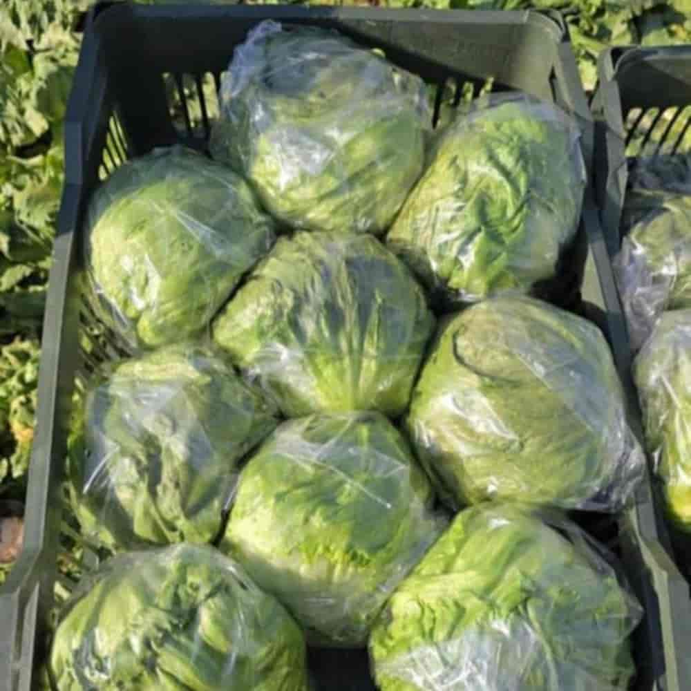 کاهو ایسبرگ