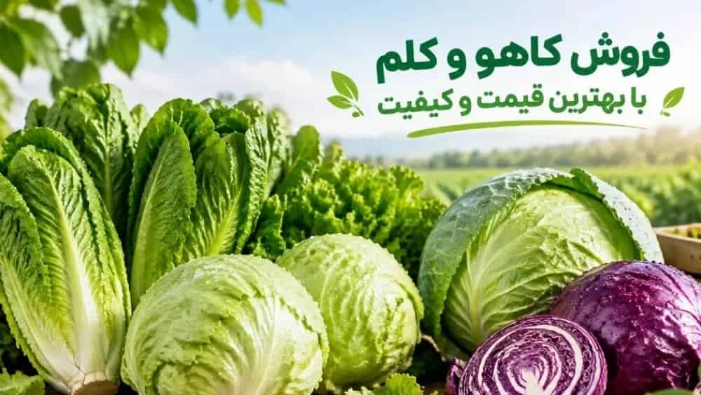 فروش کاهو و کلم با بهترین قیمت و کیفیت
